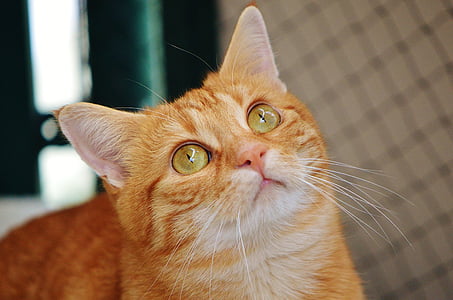 orange tabby cat thumbnail