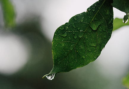 shallow focus photography of leaf thumbnail