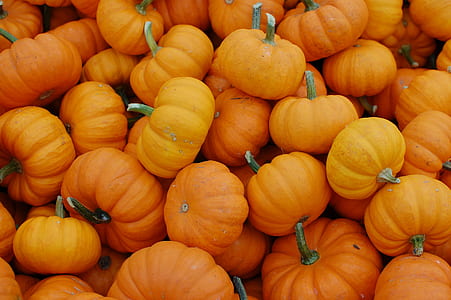 bunch of pumpkins thumbnail