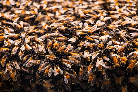 closeup photo of bees thumbnail