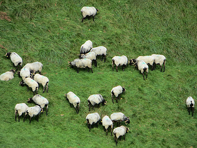 Little Sheep, France thumbnail