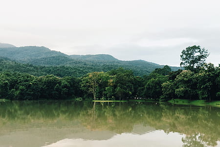 wood, dawn, landscape, nature thumbnail