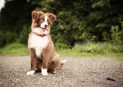 red and white border collie puppy sitting on gray sand during daytime close-up photo thumbnail