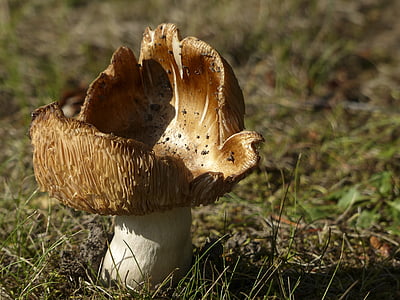brown and white mushroom thumbnail