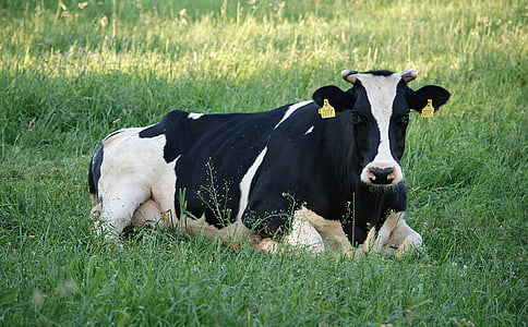 black and white cow lying on grass thumbnail