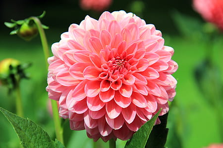 closeup photography of pink dahlia thumbnail