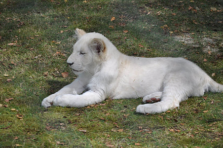 albino tiger on green grass field thumbnail