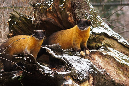 two brown rodents on tree trunk at daytime thumbnail