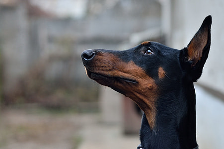 shallow focus photography of Doberman thumbnail