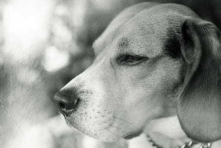 shallow focus photography of dog thumbnail