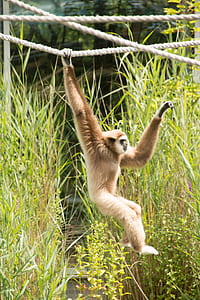 monkey climbing on rope thumbnail
