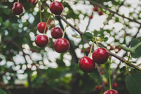 Cherry fruits thumbnail