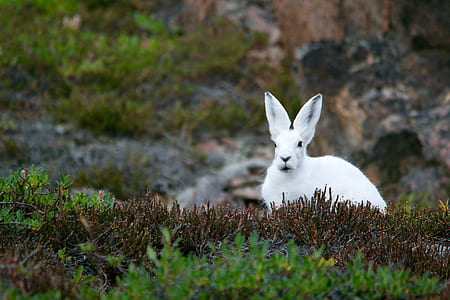 white rabbit sitting on lawn thumbnail