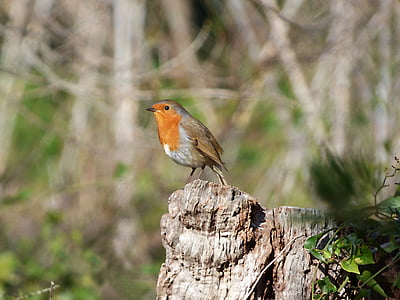 orange European robin bird thumbnail