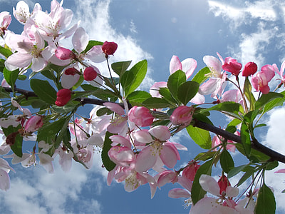 Apple Blossoms in bloom under blue sky at daytime thumbnail