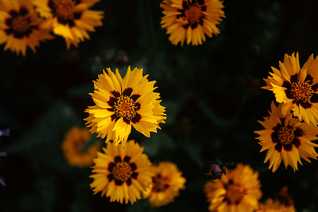 selective focus photo of yellow-and-red coreopsis flowers in bloom thumbnail