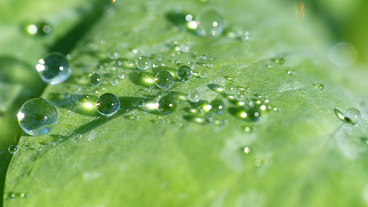 selective macro photography of water droplets on top of green leafed plant thumbnail