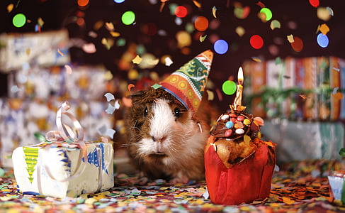 brown and white hamster between white and red boxes thumbnail