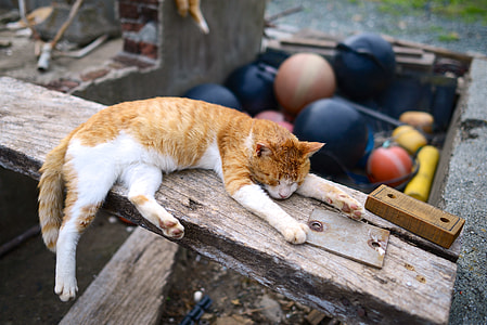 brown and white Tabby cat on brown wooden plank thumbnail