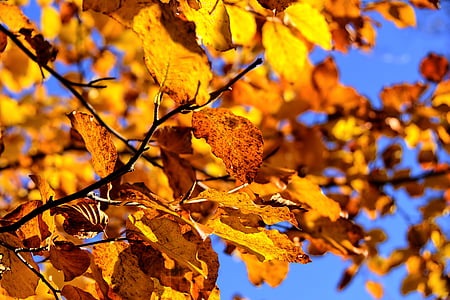 pieniny, landscape, tree, autumn thumbnail