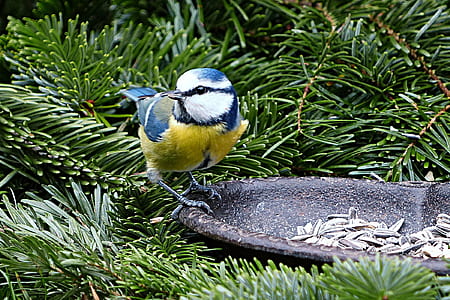 bird perched on bowl thumbnail
