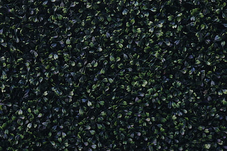 green leafed plants photography thumbnail