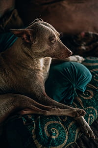 brown dog lying on teal pillow thumbnail