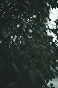 green leaf tree closeup photography thumbnail