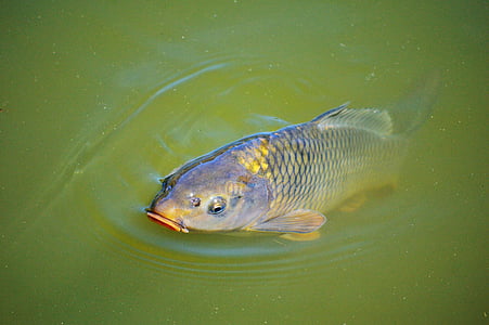 gray and orange fish in water thumbnail