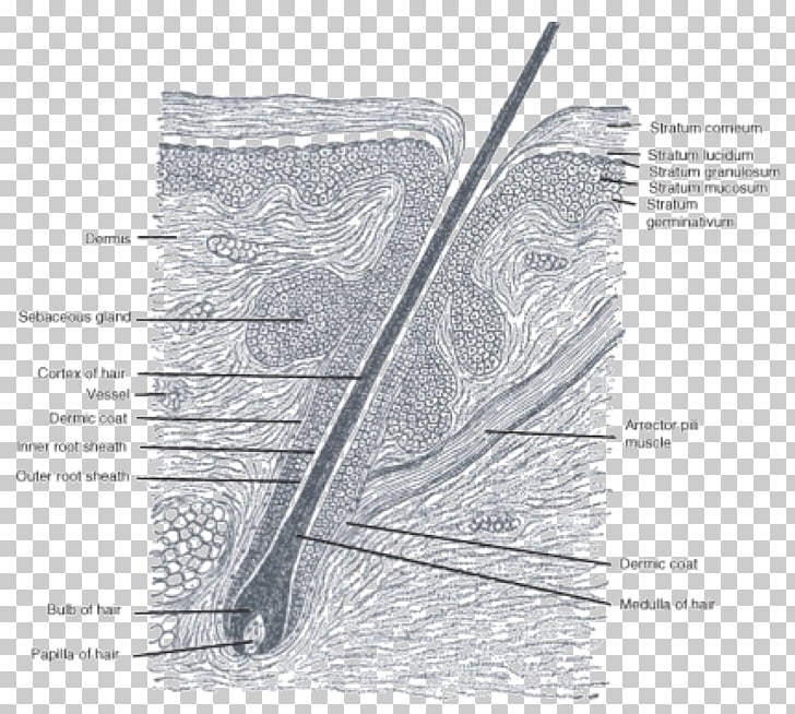 Hair Follicle Anatomy Sebaceous Gland Matrix Hair Png Clipart