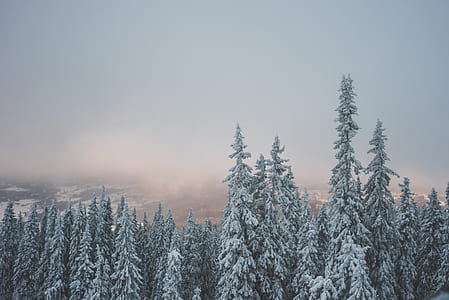 snow covered pine trees under gray skies thumbnail