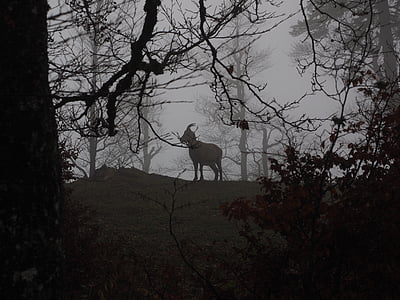 silhouette of goat in the middle of misty woods thumbnail