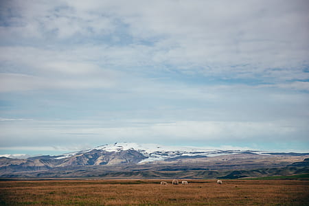 Sheep & Field Near Glacier Photo thumbnail