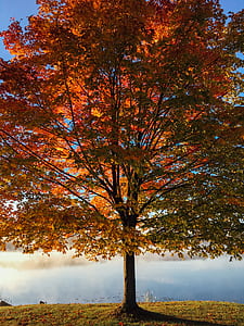tree with autumn leaves on field thumbnail