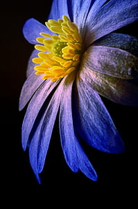 selective focus photography of purple daisybushflower thumbnail