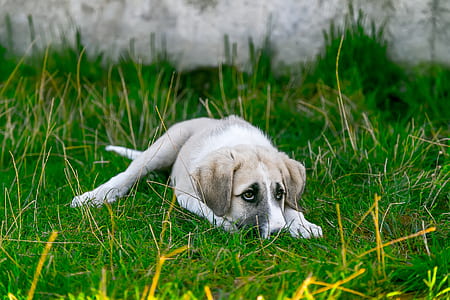 short-coated tan and white puppy lying on grass field thumbnail