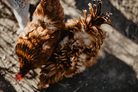 Farm chicken eating seeds thumbnail