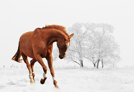 photo of galloping brown horse with white tree as background thumbnail