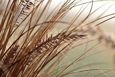 macro shot photography of brown mill thumbnail