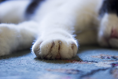 white and black cat sleeping on carpet thumbnail