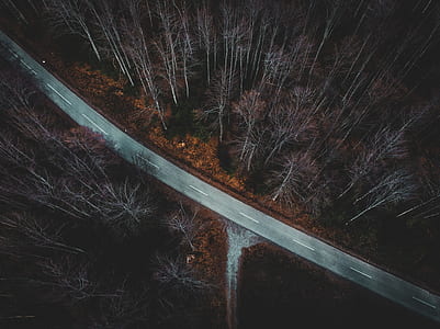 bird's eye view photo of gray road between trees thumbnail