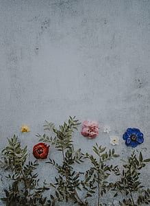 red, pink, and blue flowers thumbnail