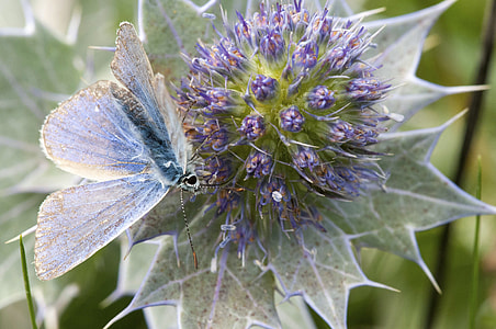 Common Blue Butterfly, Sea Holly thumbnail