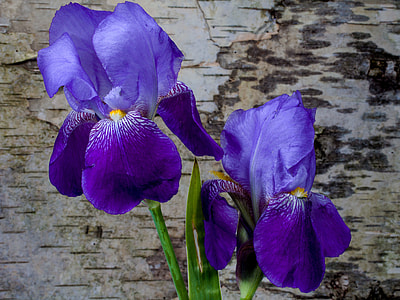 two purple flowers in micro photography thumbnail