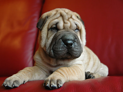 Chinese Shar-Pei puppy on red couch thumbnail