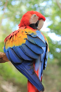 rainbow lorikeet selective-focus photography thumbnail
