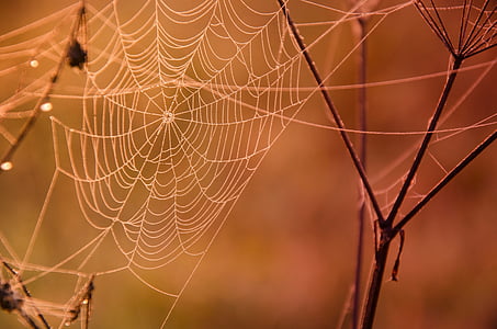 shallow focus photography of spiderweb on brown branches thumbnail