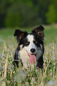 Flower Meadow, Border Collie thumbnail