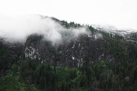 fog covering trees on side of mountain thumbnail