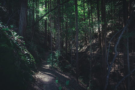 green leafed trees in forest during daytime thumbnail